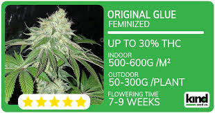Cannabis Seeds USA A Definitive Guide to Cultivation and Selection
